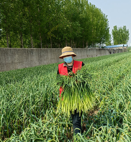 兰陵芦柞镇最美四月蒜地里扬起了志愿红