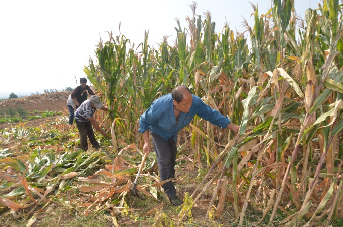 一人三行用镰刀割玉米秸秆